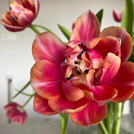 בית נופש Tiny House - Surfers Paradise נורדוויק