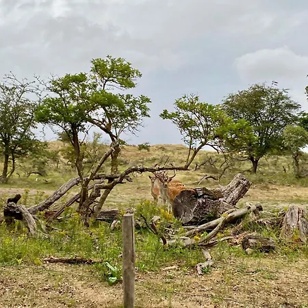 Tiny House - Surfers Paradise *
