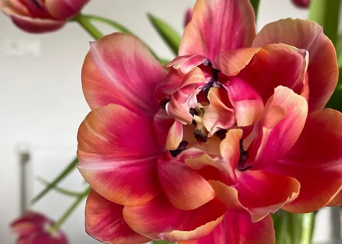 Nyaraló Tiny House - Surfers Paradise Noordwijk