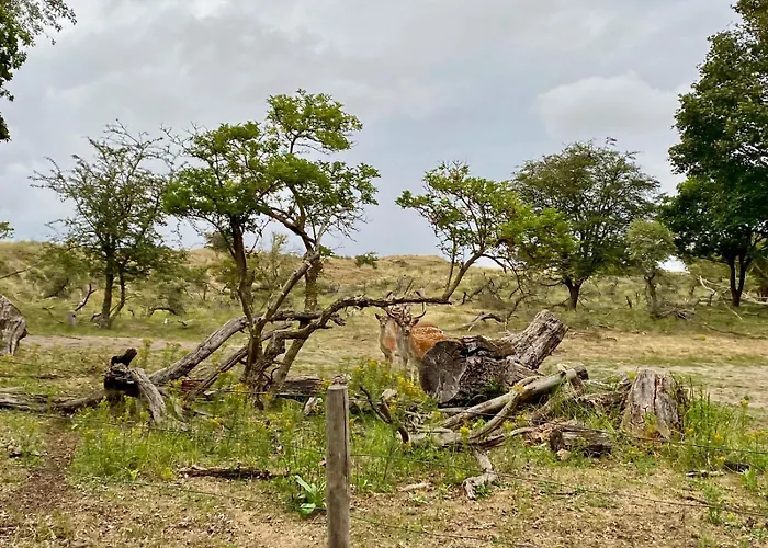 Tiny House - Surfers Paradise *