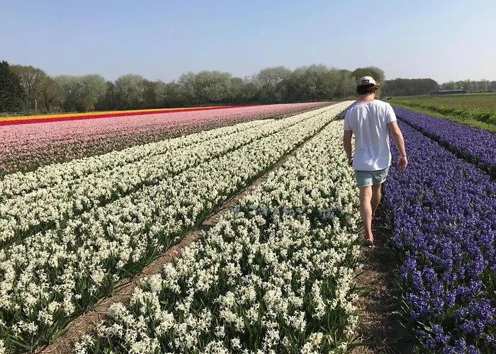 Tiny House - Surfers Paradise Nyaraló Noordwijk